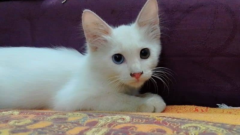 Persian cat kitten 3