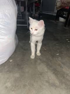 white cat