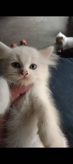 persian breed kitten