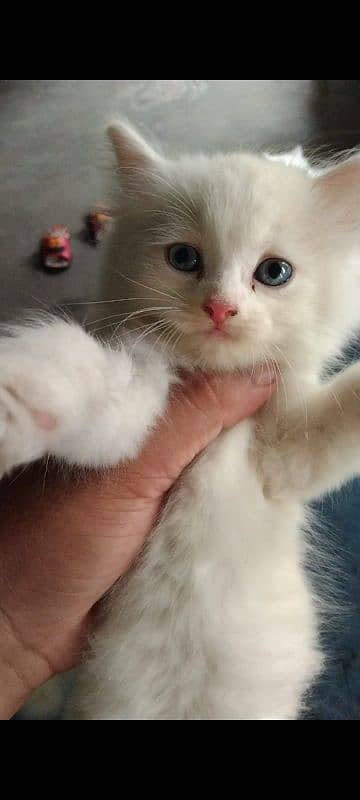 persian breed kitten 1