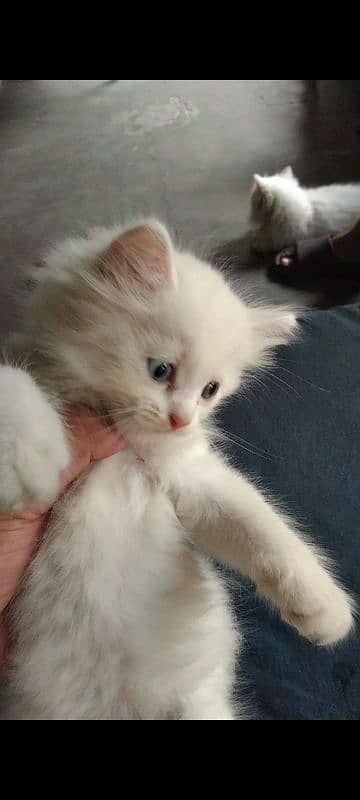 persian breed kitten 3