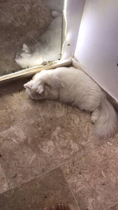 Doll Face persian Female and Male available for sale. 2