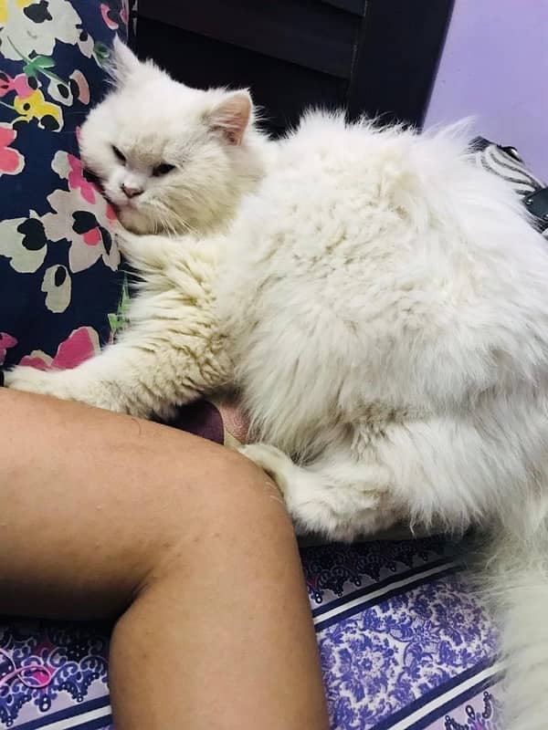 Doll Face persian Female and Male available for sale. 5