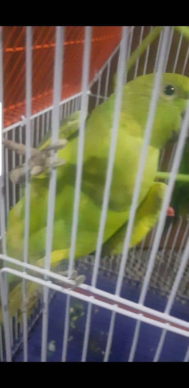 green parrot mitho 1