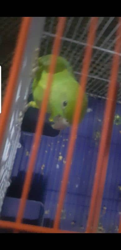 green parrot mitho 2