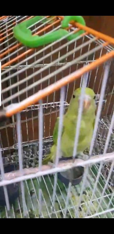 green parrot mitho 3