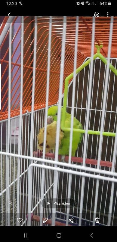 green parrot mitho 4