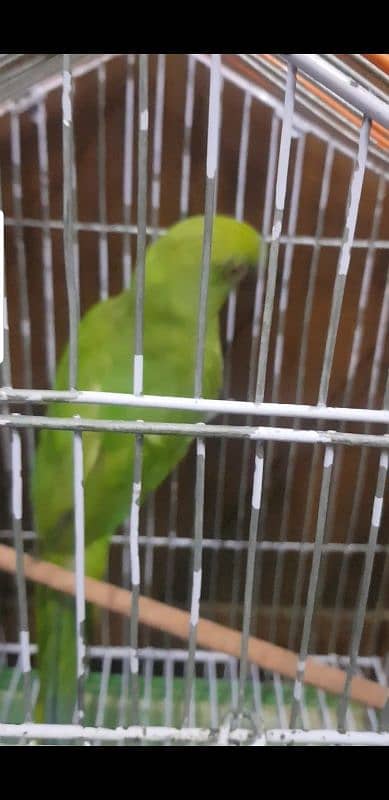 green parrot mitho 5