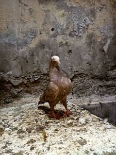 mukhi female German blood line