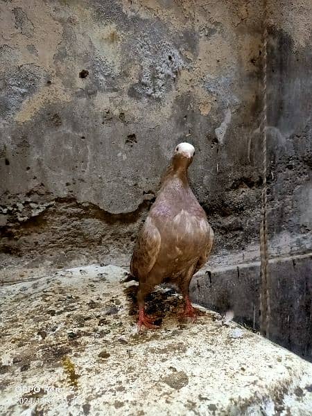 mukhi female German blood line 1