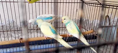 Australian budgies parrots birds for sale --- Bajri tootay .