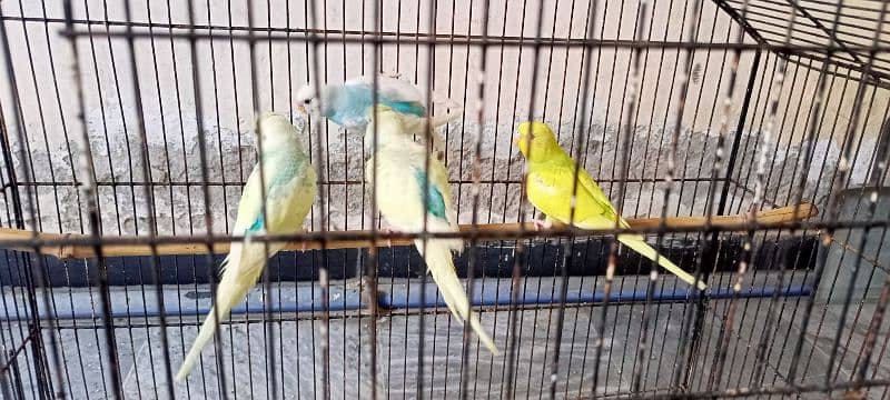 Australian budgies parrots birds for sale --- Bajri tootay . 1