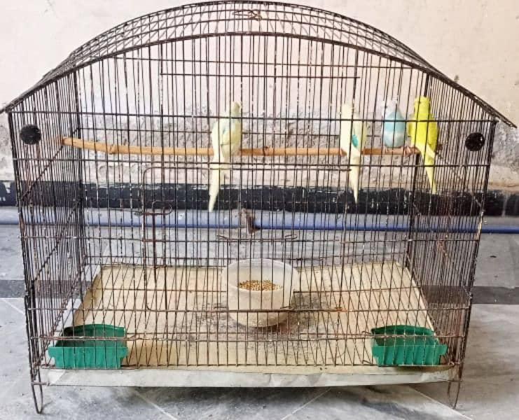 Australian budgies parrots birds for sale --- Bajri tootay . 2