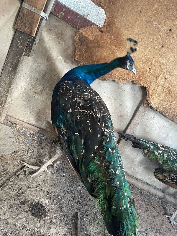 peacock 1