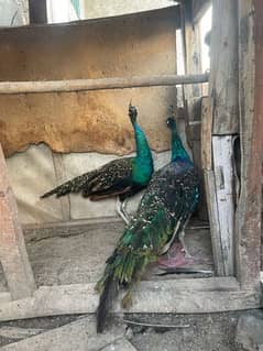 peacock 0