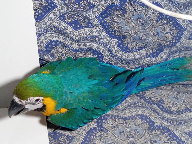 BLUE AND GOLD MACAW 0