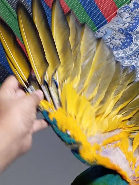 BLUE AND GOLD MACAW 1