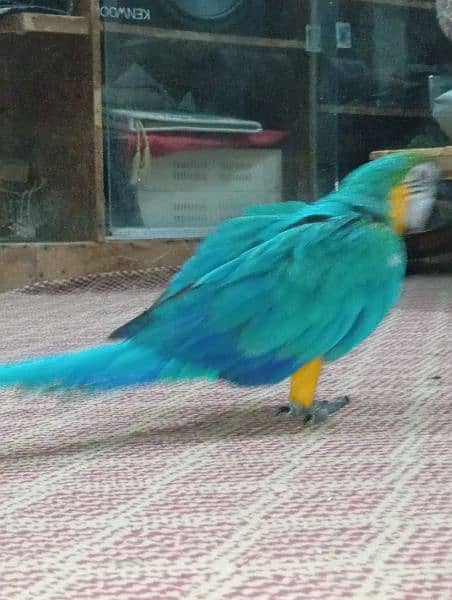 BLUE AND GOLD MACAW 5