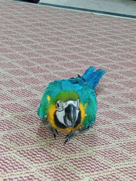 BLUE AND GOLD MACAW 7