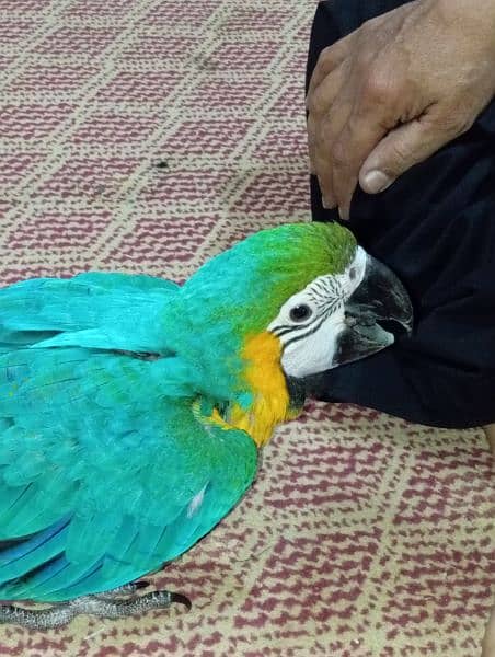 BLUE AND GOLD MACAW 8