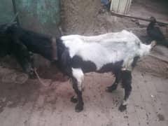 bakri