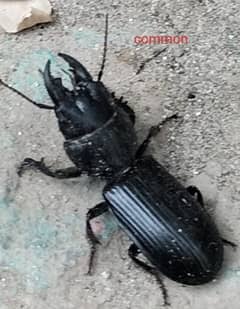 Pedunculate Ground beetle