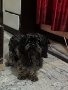 selling shihtzu dog