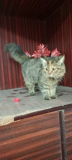 russian male cat,s available