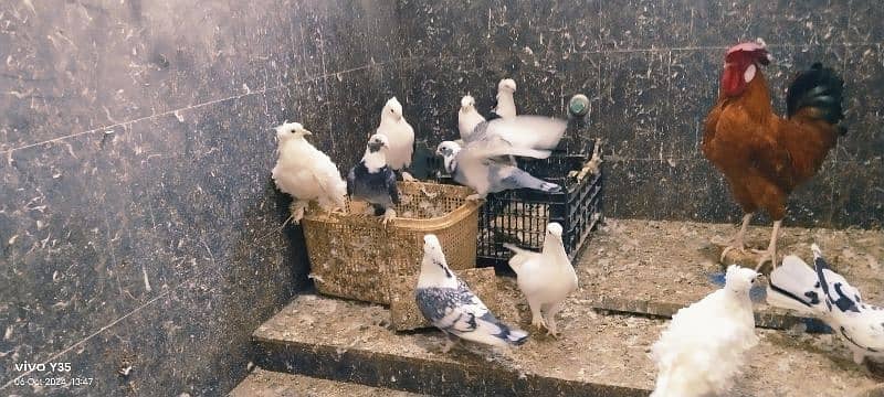 pigeon for sale 11