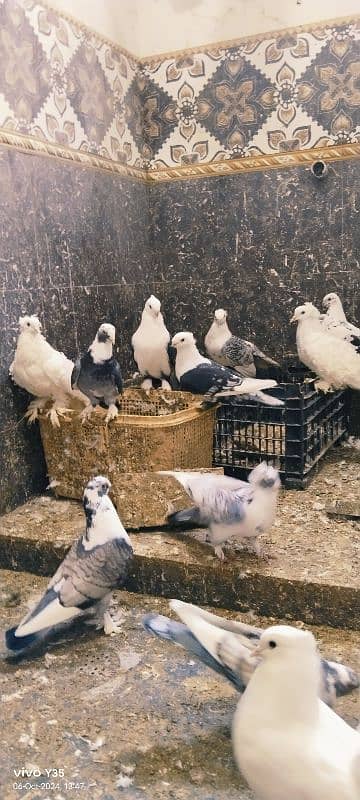 pigeon for sale 16