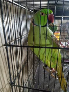 Ringneck parrot all color available