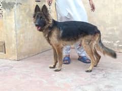 German shepherd