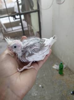 cocktails chiks tame and breeder pair