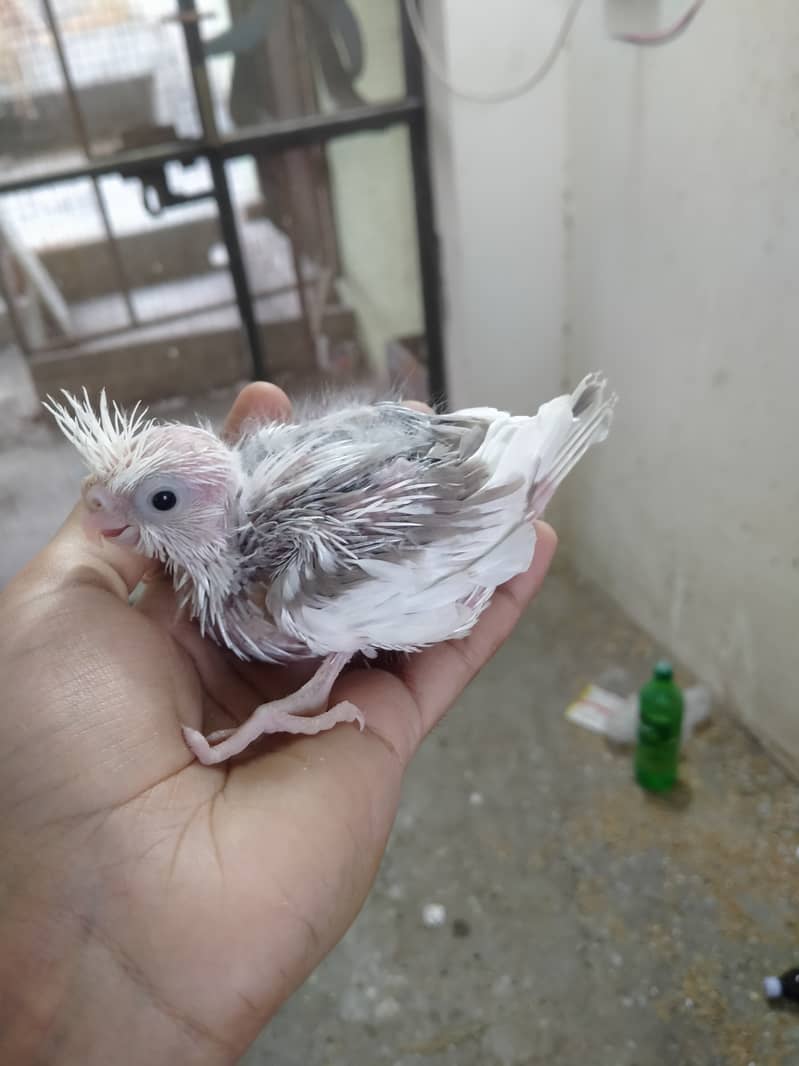 cocktails chiks tame and breeder pair 0