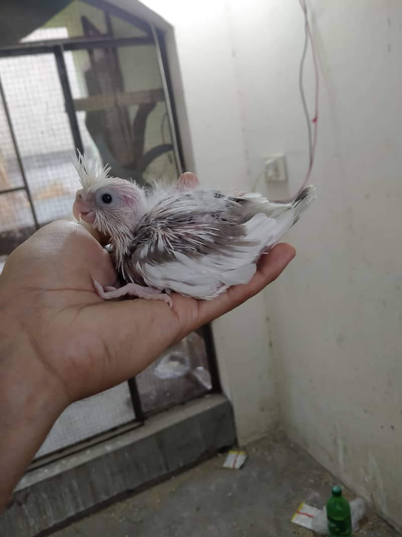 cocktails chiks tame and breeder pair 1