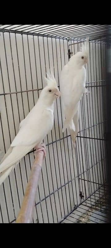 cocktails chiks tame and breeder pair 10