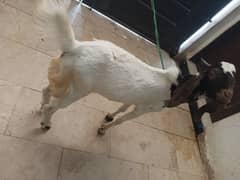 goat for sale 0