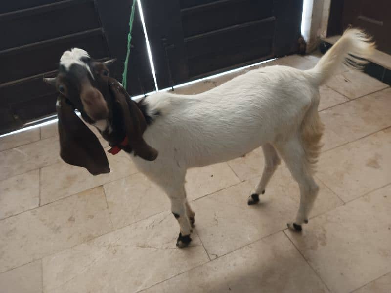 goat for sale 1