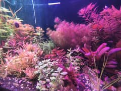 Aquatic plants available