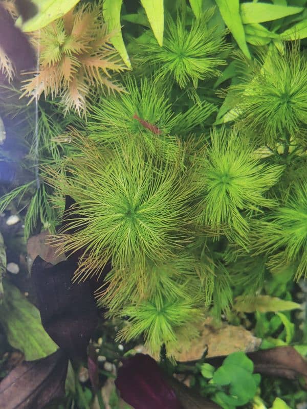 Aquatic plants available 3