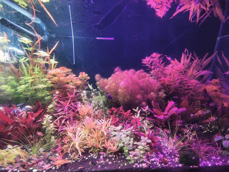 Aquatic plants available 4