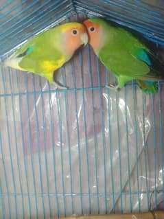 Adult Rosicoli & Cherry Male For Sale. . .