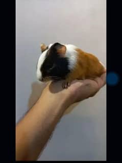 guinea pig cute pair