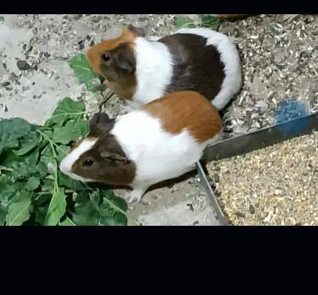 guinea pig cute pair 1