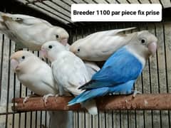 Love birds Fix prise 1100 par piece 03217242445 whatsapp and call