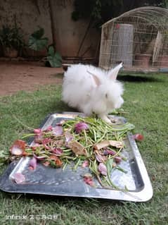 Two beautiful Persian rabbits. Black and white