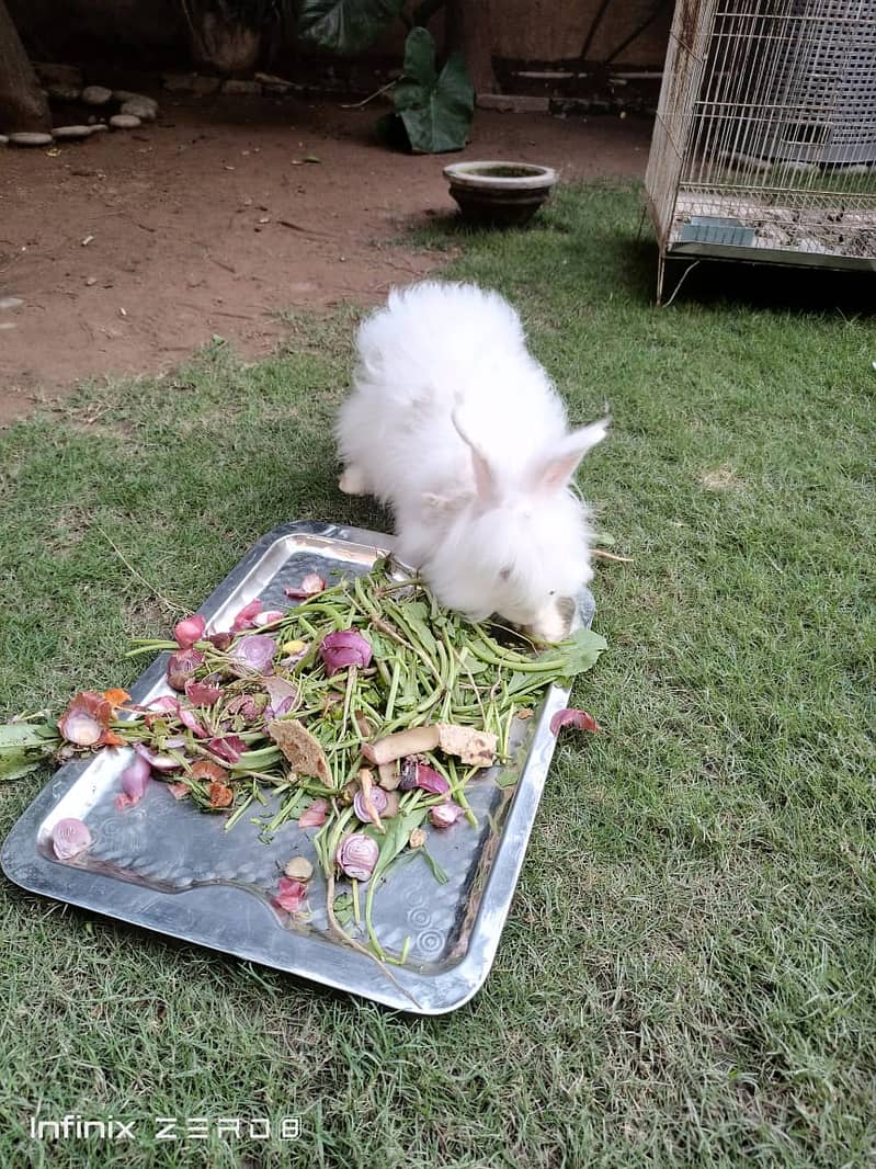 Two beautiful Persian rabbits. Black and white 1