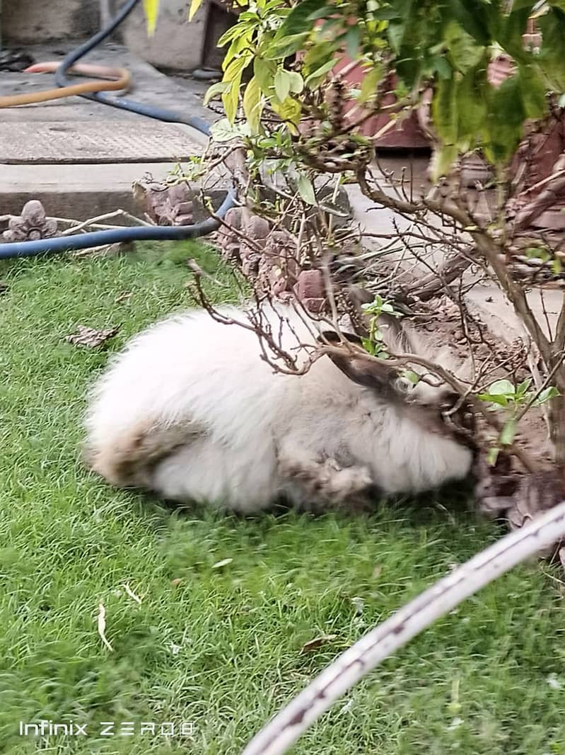 Two beautiful Persian rabbits. Black and white 2