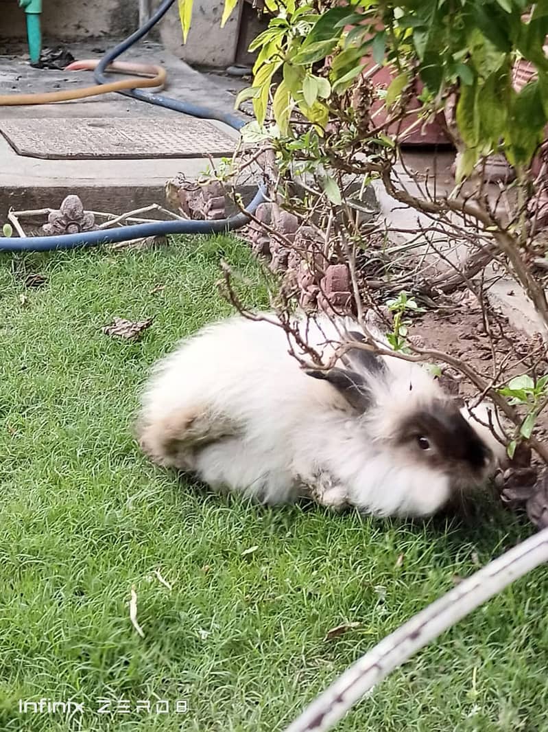 Two beautiful Persian rabbits. Black and white 3