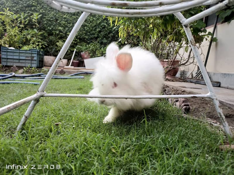 Two beautiful Persian rabbits. Black and white 5